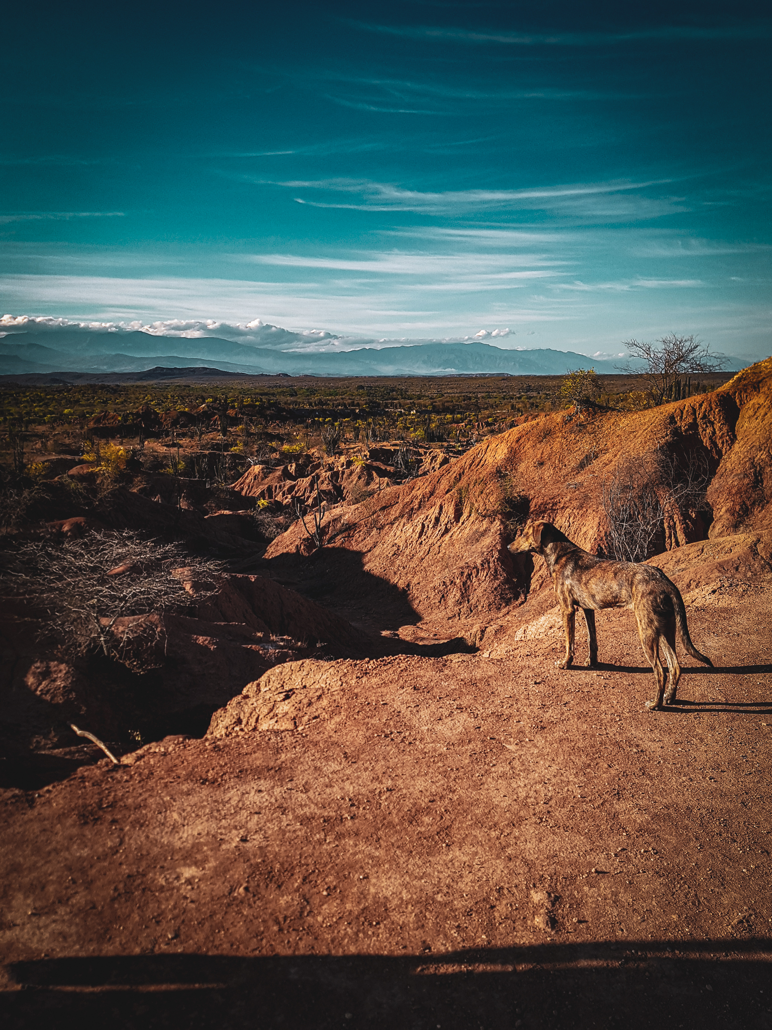 Tag5_080919_DesiertoTatacoaHund1_1